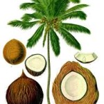 organic Coconut oil